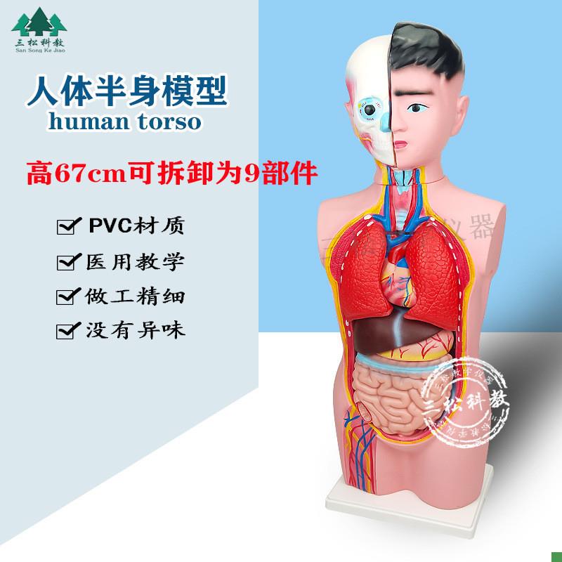 人体半身模型67CM人体器官结构组E装可拆装头颈躯干教学展示模型