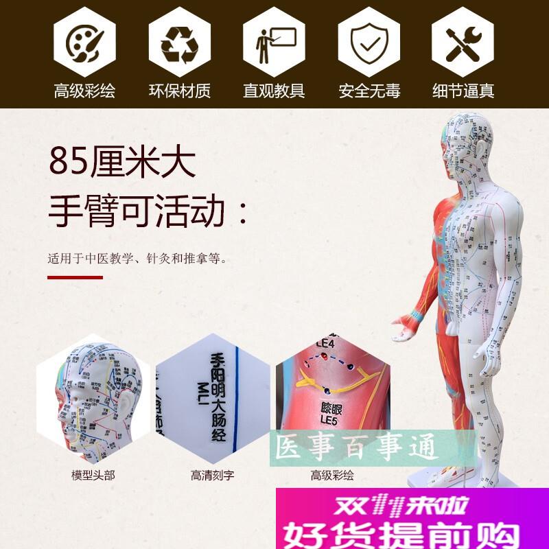高清85cmg针灸穴位经络人体模型模特超清晰中医用家用教学针灸模