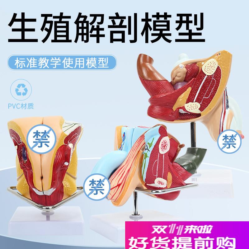 男女性内外生殖器层o次解剖模型女性子宫生殖系统构造解剖模型