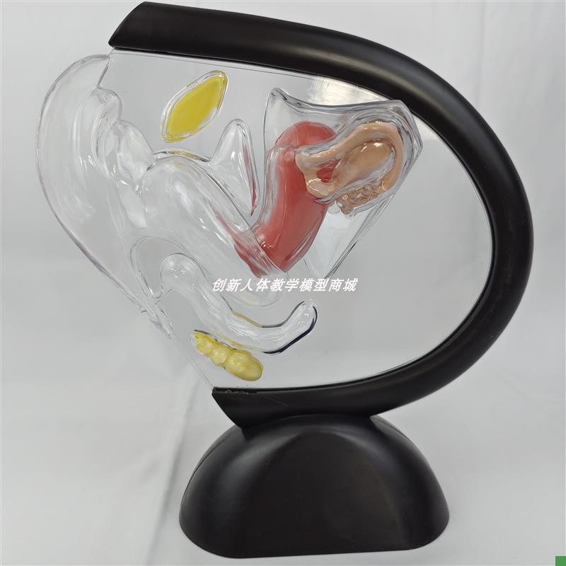 人体子宫解剖模型可拆卸透v明生殖器官女性泌尿系统结构医教学玩