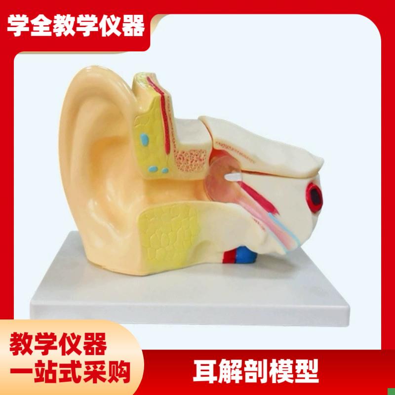 耳朵解剖模型3倍放大耳朵形态结构I模型中小学中教学实验器材