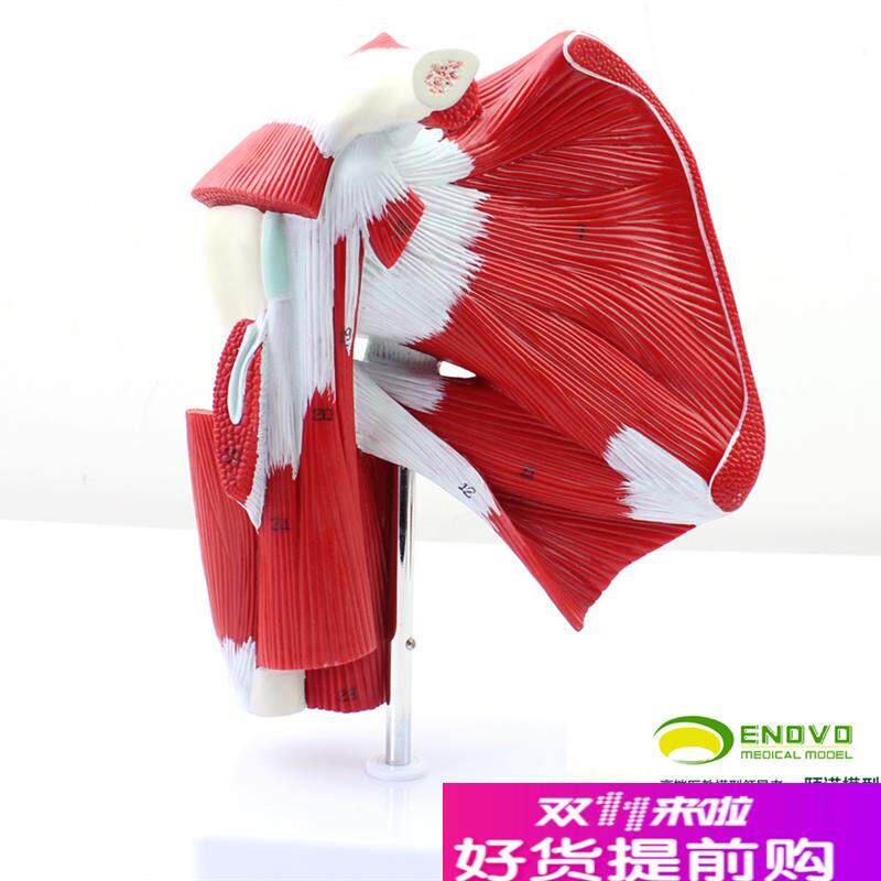 颐诺医用肩关节附肌肉肌腱模型人体肌肉解N剖模型健身运动系统
