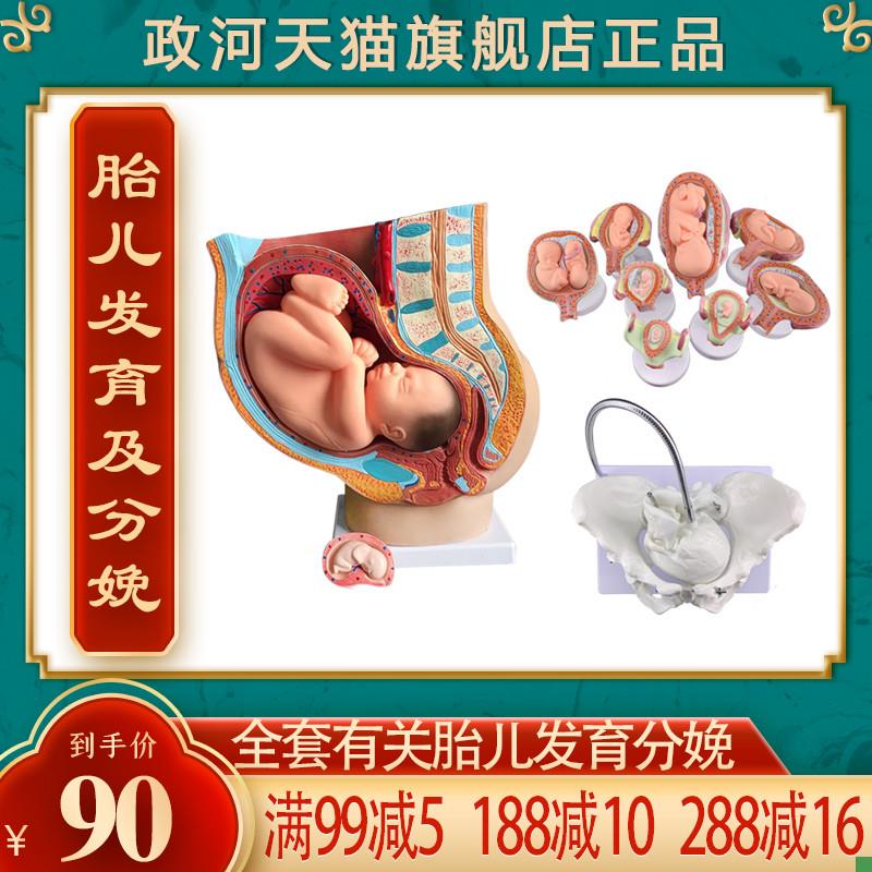 政河九月胎c儿发育过程模型女性分娩生产骨盆骨骼子宫器官结构解