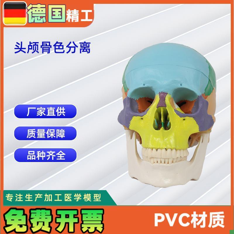 头颅骨色分离医p学人体头骨模型骨科教学模具