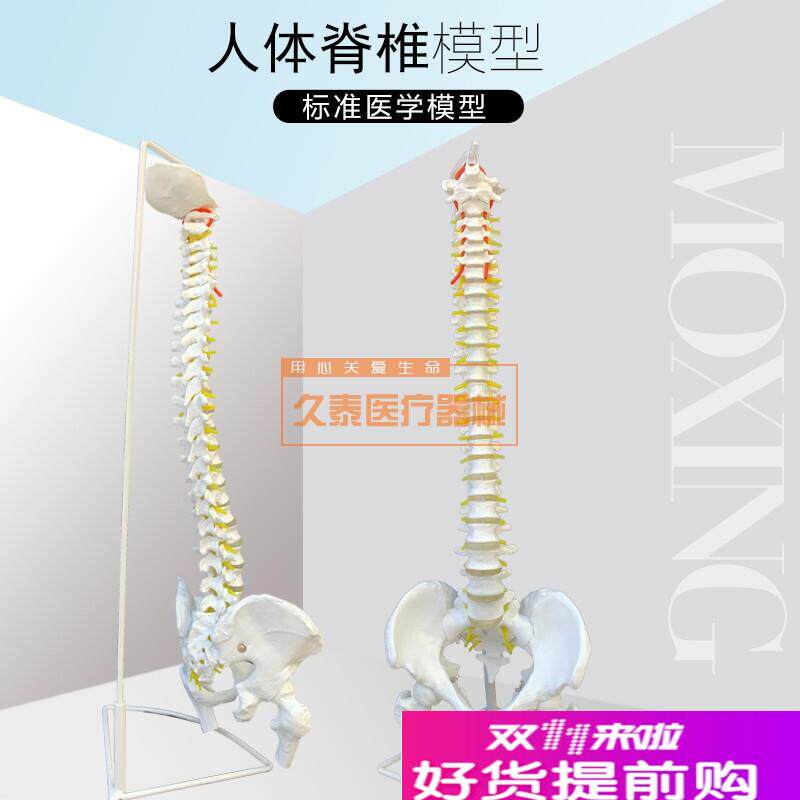 人体脊柱模型80CM成人11比例自然大脊椎模型带颈椎X胸椎尾椎盆骨