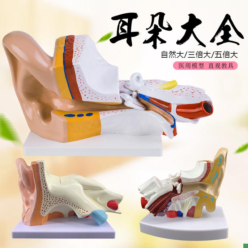 耳模型桌上型耳解j剖模型外中内耳部听觉系统器官耳朵构造教学医