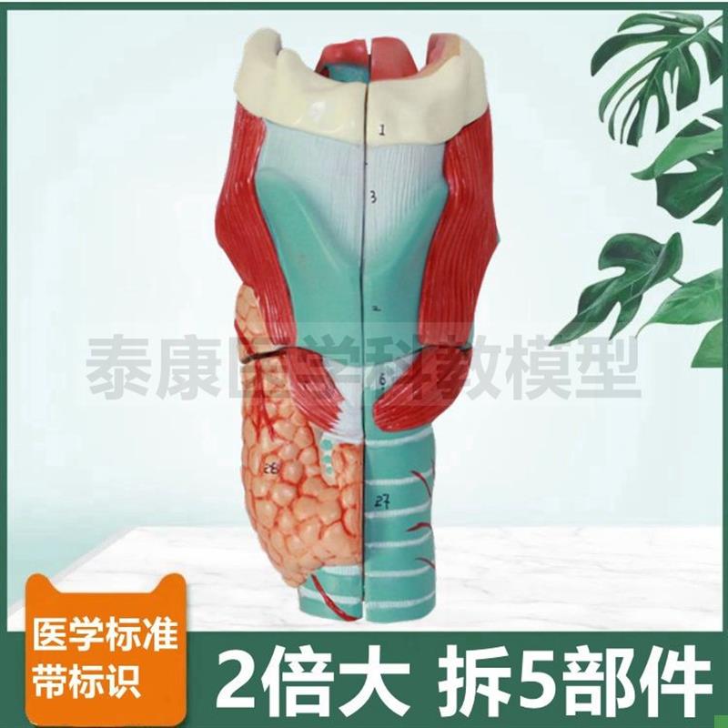 人体喉解剖模型放大m2倍拆5部件会厌甲状软骨声襞气管咽喉甲状腺