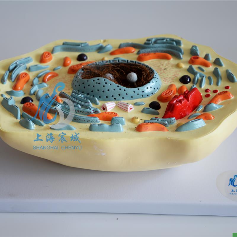 动物细胞模型显j微结构解剖模型中学生物教学生物细胞器材