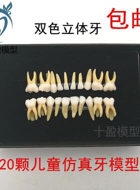 20颗双色乳牙有牙根开髓离体牙模型儿童全口标准Q牙齿模型M7020