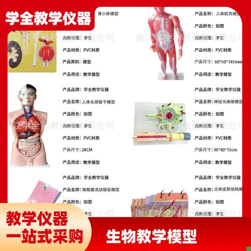 教学学生模型生物模型初高w中实验器材中学生物教学教学解剖模型