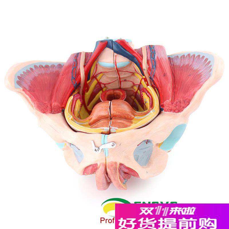 ENOVO颐诺女性骨盆腔模型血管神经生殖系统子宫妇Y产科教学模型