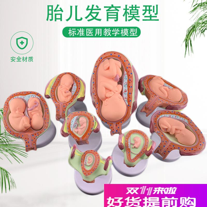 妊娠胚胎c发育模型生育演示胎教妇科模型婴儿胎儿发育过程