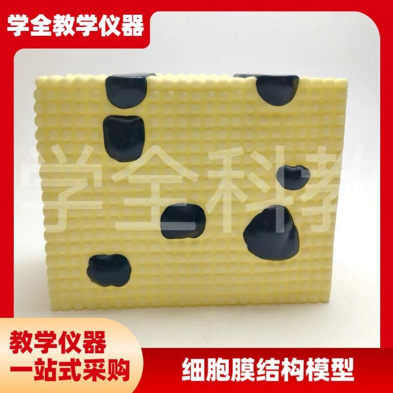 细胞膜结构模型细胞器亚显膜流动C镶嵌蛋白质脂质分子和的排列方