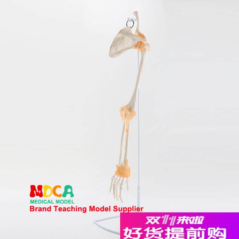 上肢骨带韧带手脚踝关节骨骼模型髋F推拿医用医学教学MSG006