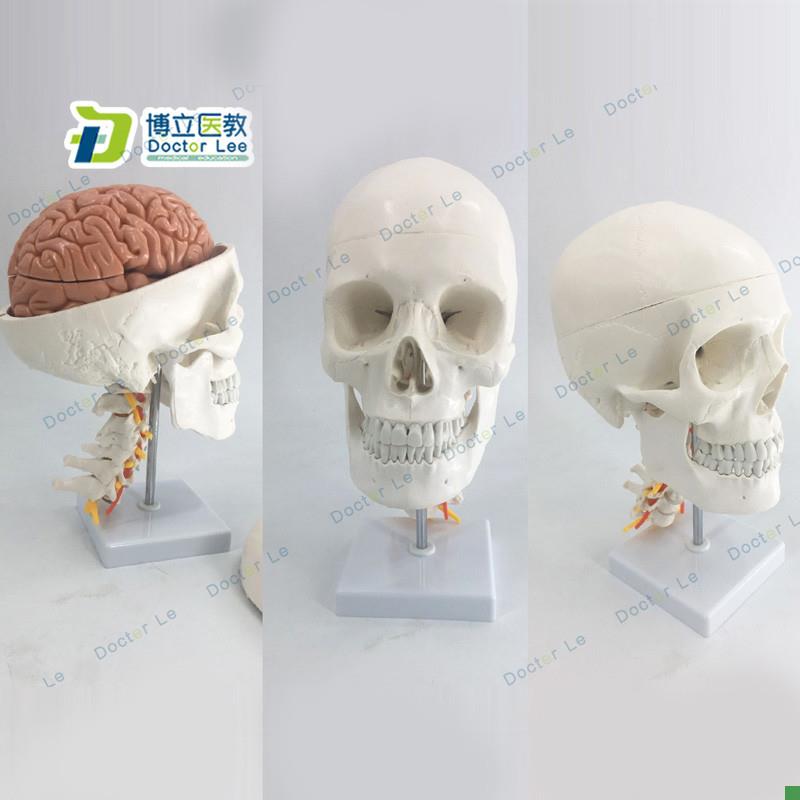 人体头骨模型自然大头骨带颈椎B附脑模型头颅脑动脉模型有支架