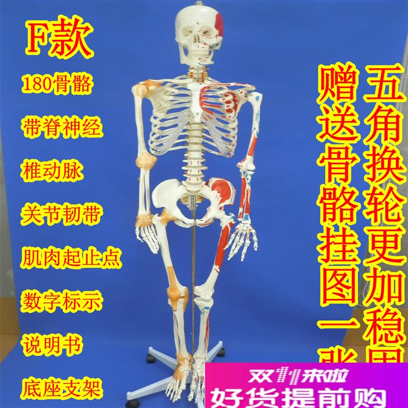 180cme全身人体大骨骼模型女性骨骼标本模型艺术用成人大骨骼模型