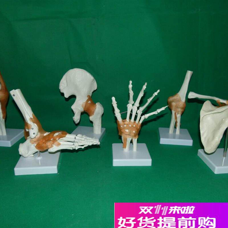 一比一人体六h大关节骨骼骷髅骨架教学模型肩肘髋足手膝