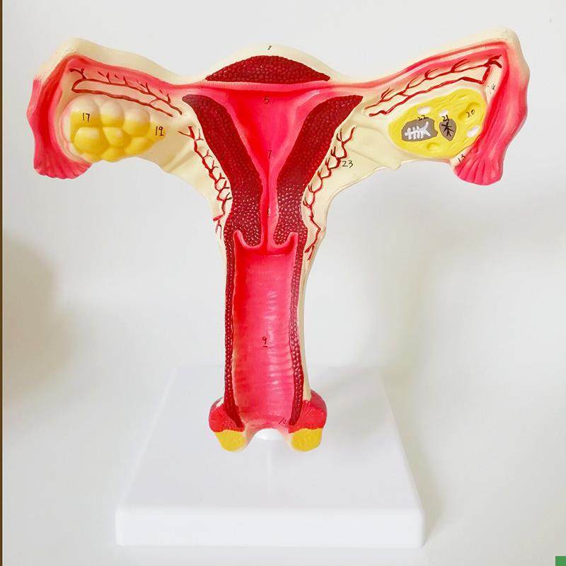 子宫模型生殖器女性器官解剖x人体教学教仪医用教具包邮厂家直销