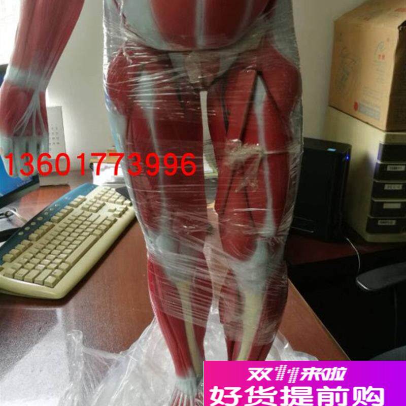 85cm两性人i体全身肌肉附内脏解剖模型两性互换人体全身肌肉解剖