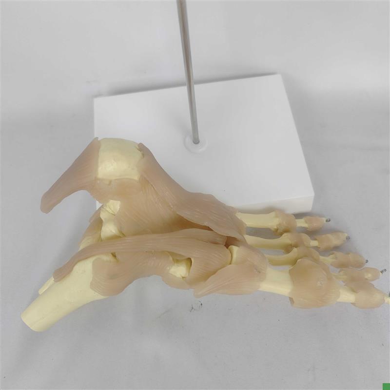 欧式1比1附韧带人体足关节脚z关节骨骼运动系统解剖模型医用教具