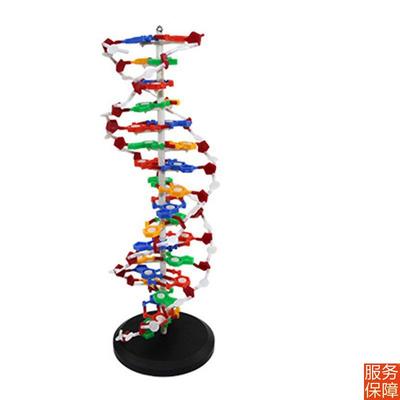 dna模型高中生物课仪器蛋白质二级结构人体细胞医学染色体中学实