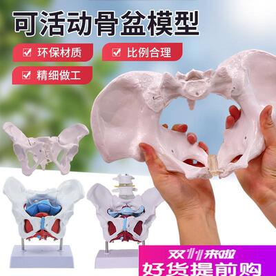 可活动女性骨盆标本模型髂骨坐骨耻骨产后K康复盆底肌教学演示模