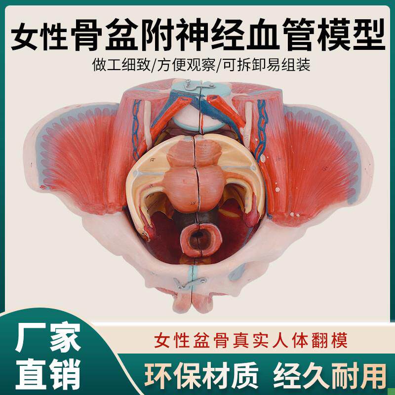女性人体骨d盆附生殖器官血管神经肌肉解剖分娩演示教学盆底肌模