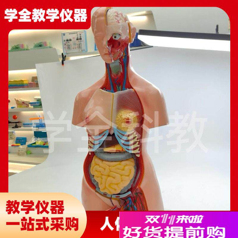 人体器官身体结构解剖模型8v5cm两性开背全身内脏拼装躯干解刨模