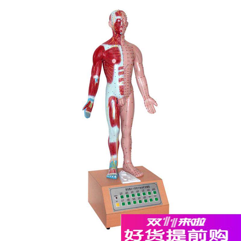 人体中医用电动语音o语言提示十四针灸模型解剖经脉络穴位标本模