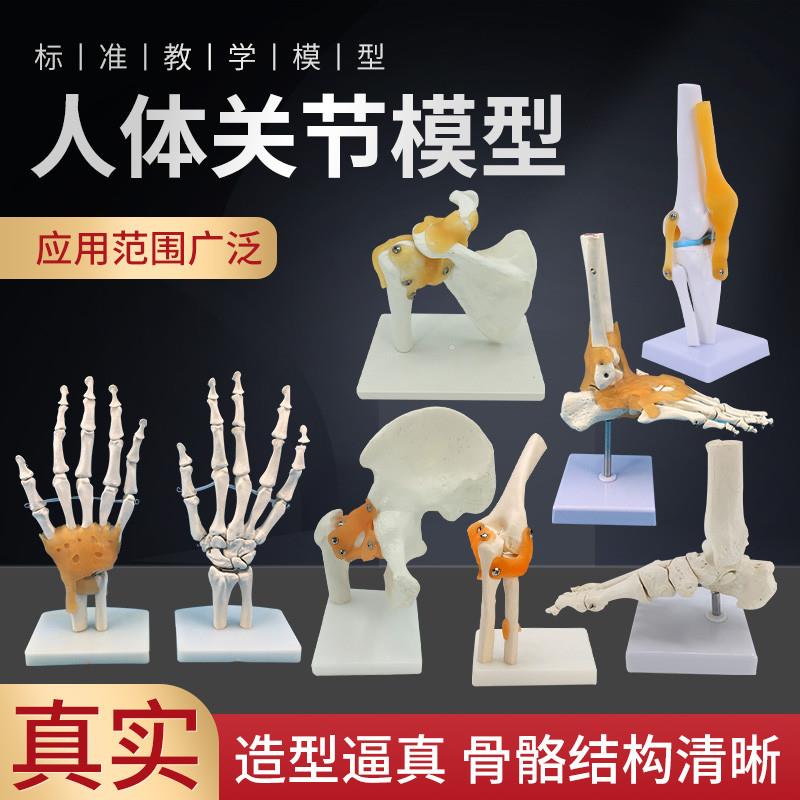 人体膝关节功能模型肩关节t肘关节手关节脚关节髋关节可动骨骼模