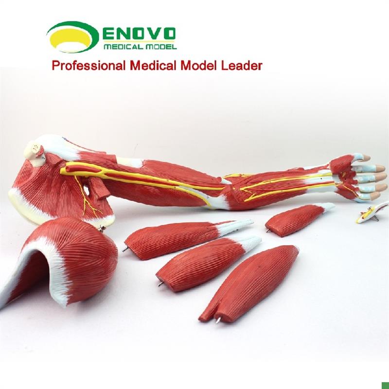 颐诺医用上肢肌i肉解剖模型手臂肌肉模型人体运动系统肌肉模型