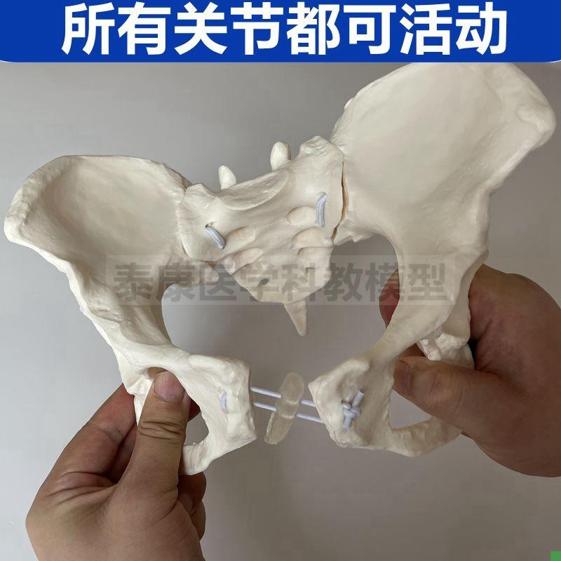 女性骨盆功能演示模型p关节活动产后修复月子家政月嫂培训正骨按