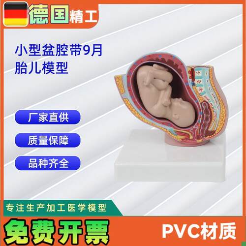 小型妊娠盆腔带k婴儿模型女性盆腔附足月胎儿模型教学讲解