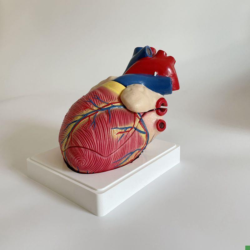 3倍大心脏d模型人体心脏教具医用仿真内脏标本心血管三尖瓣心房室