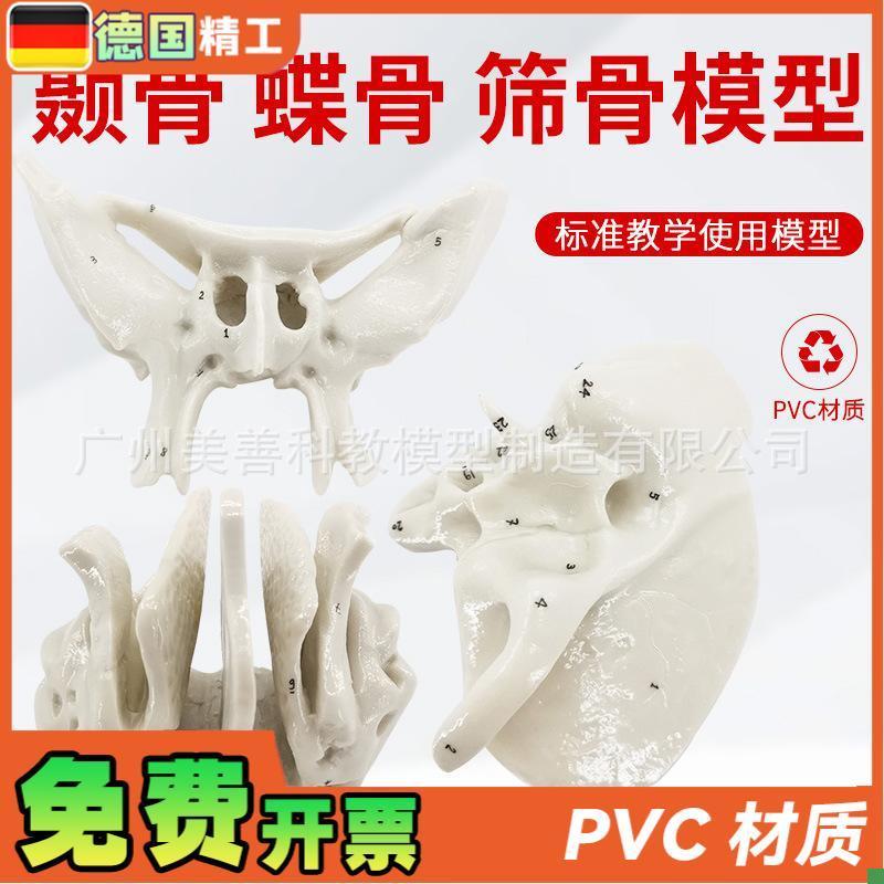 颞骨蝶骨筛骨放大m骨骼模型人体骨骼解剖模型骨科医学骨骼教具