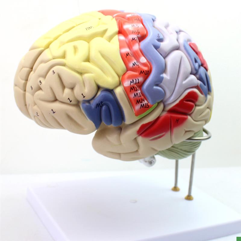 ENOVO颐诺医学大脑皮层躯体运动人体大脑M解剖模型心理教学躯干四