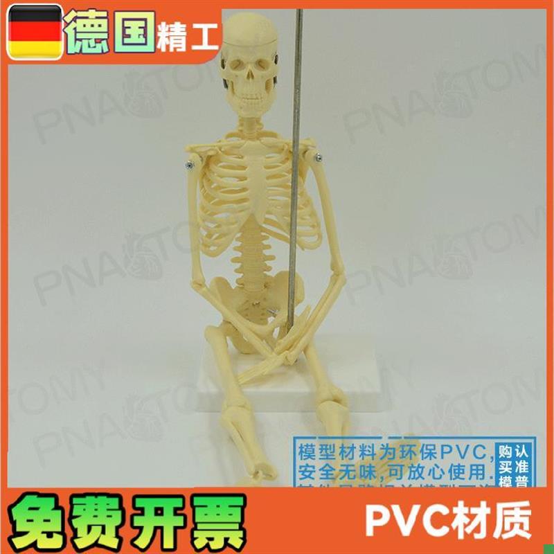 45cm小型人体全身骨骼模型可拆卸J可活动骷髅骨架玩具标本
