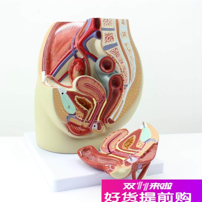 CY正品女性盆腔解剖生殖泌尿J子宫女性骨盆教具模型