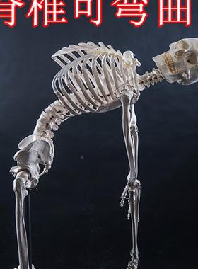 厂家直销美术艺用医用最标准的170cFm人体大骨骼模型骷髅骨架标本