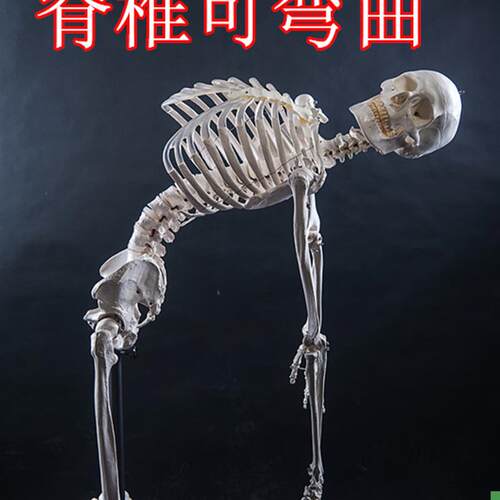 厂家直销美术艺用医用最标准的170cFm人体大骨骼模型骷髅骨架标本