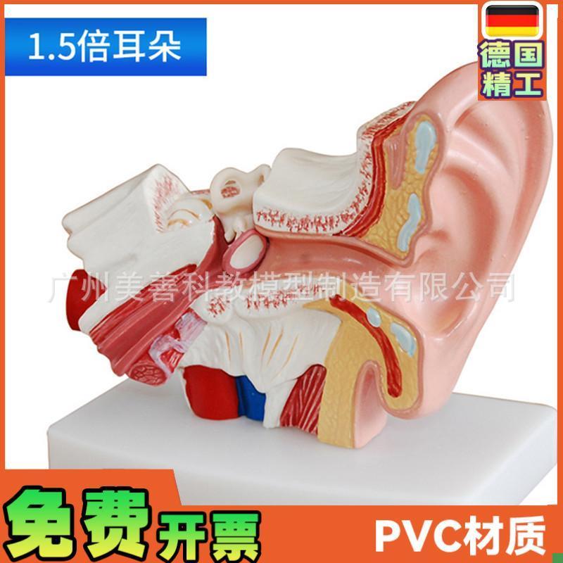 耳模型桌上型耳解剖模型外中内耳部听觉系统N器官耳朵构造教学医