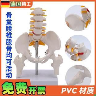 德国人体可d活动小骨盆模型腰椎脊椎产后修复骨盆关节医用活动骨