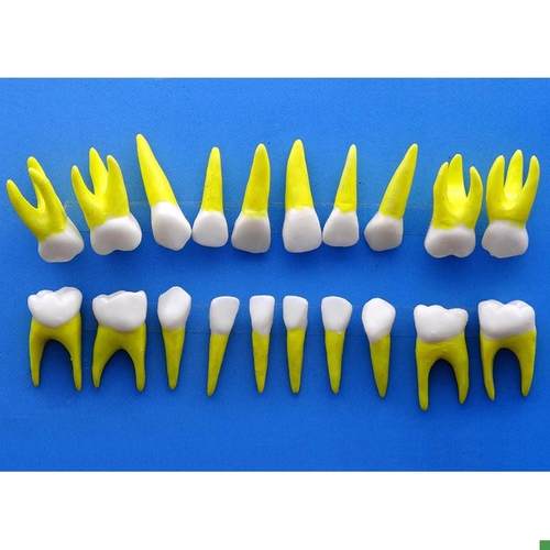 ENOVO颐诺乳牙牙齿1:1模型乳O牙牙列解剖结构模型