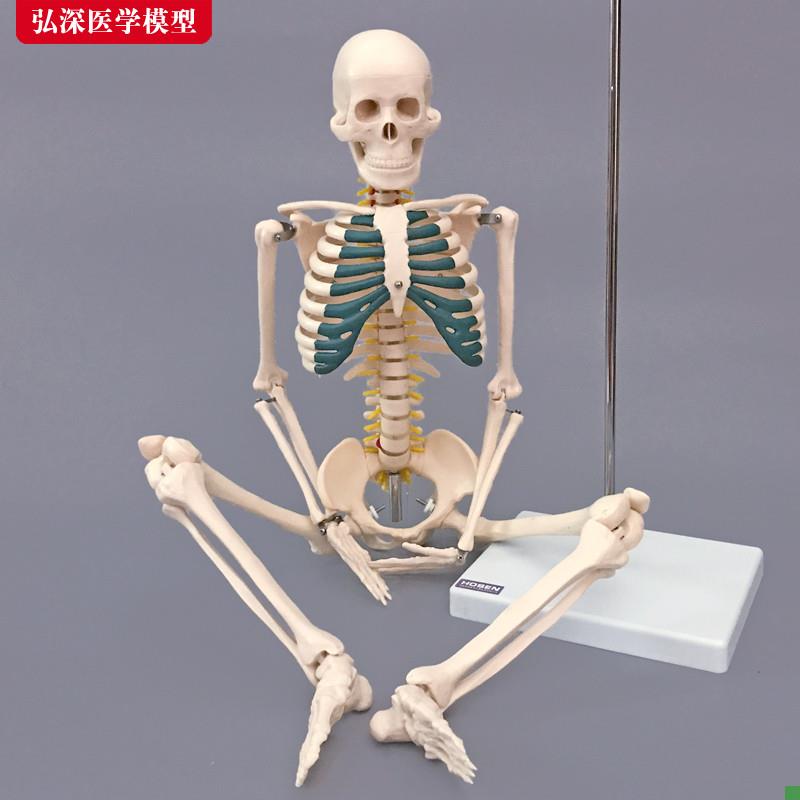 骨骼模型85CM人体全身骨架带神经椎间盘结M构展示医学教学模型骷