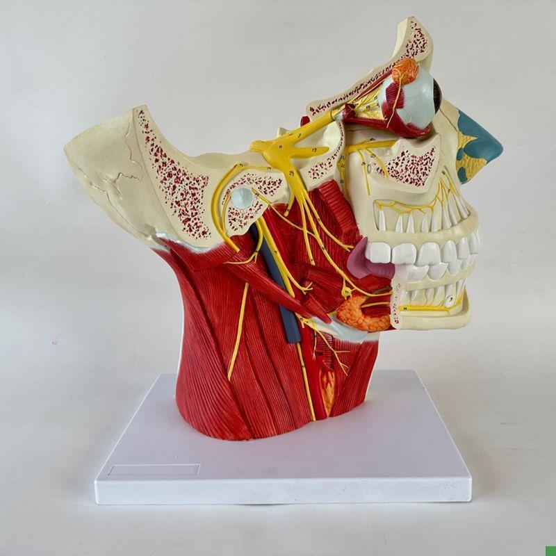 康泰医模型12对脑神经分布颅脑面部肌肉神经血R管口腔牙齿咽喉颈