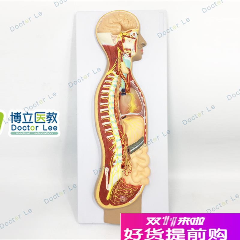 人体医学交g感神经系统模型自主神经系统植物性神经解剖