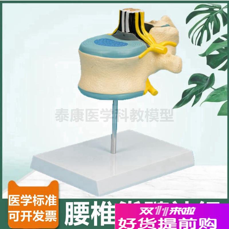 腰椎解剖模型椎管k脊髓神经根蛛网膜软脊膜麻醉R科教学中枢周围神