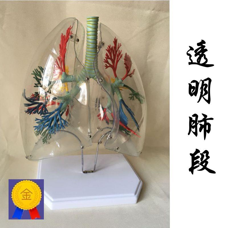 肺段模型 彩色肺支气 肺叶 病理肺 病态肺 呼吸 吸烟人肺 老年人