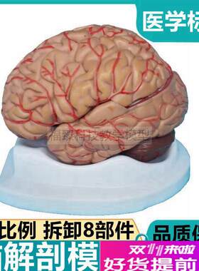 1比1成人脑模型8部件血u管皮层功能区运动语言感觉中枢医教学标本