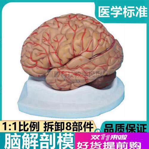 1比1成人脑模型8部件血u管皮层功能区运动语言感觉中枢医教学标本